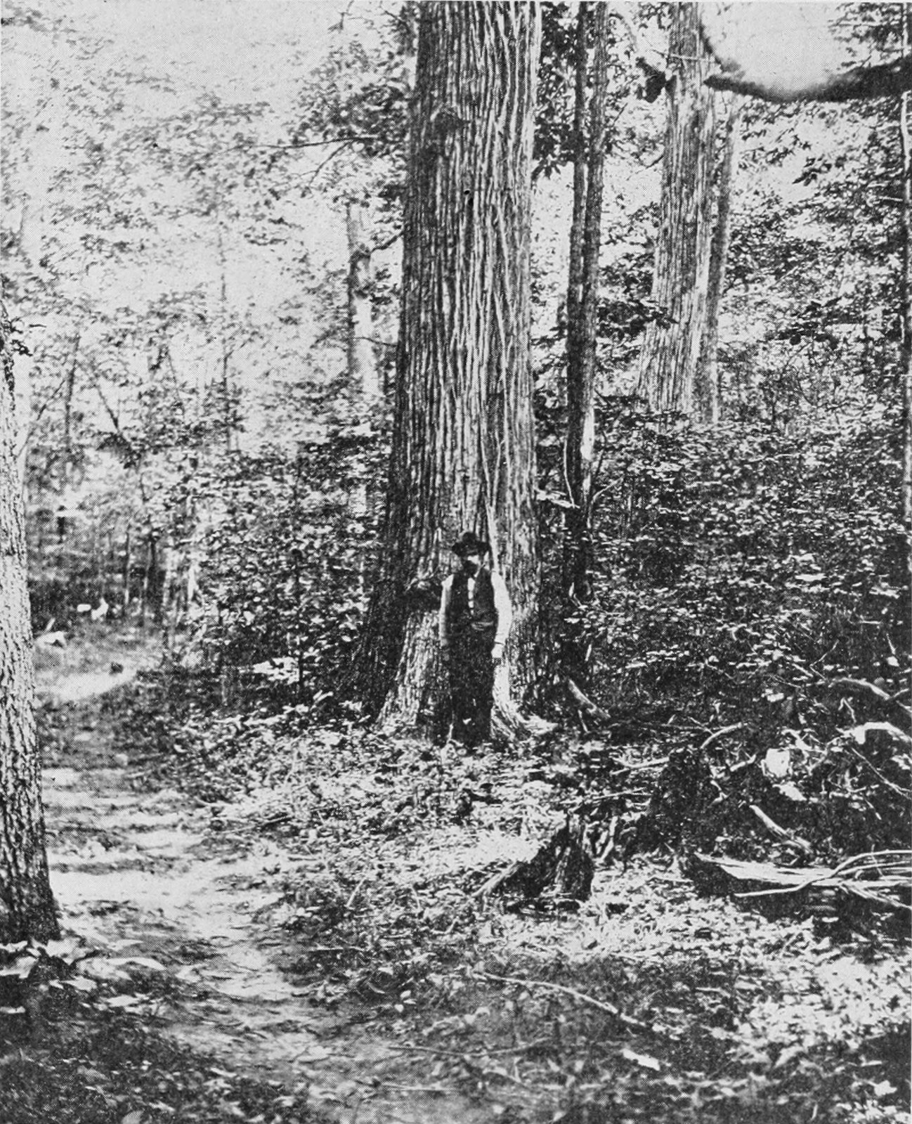 Historic photograph of a large American chestnut tree