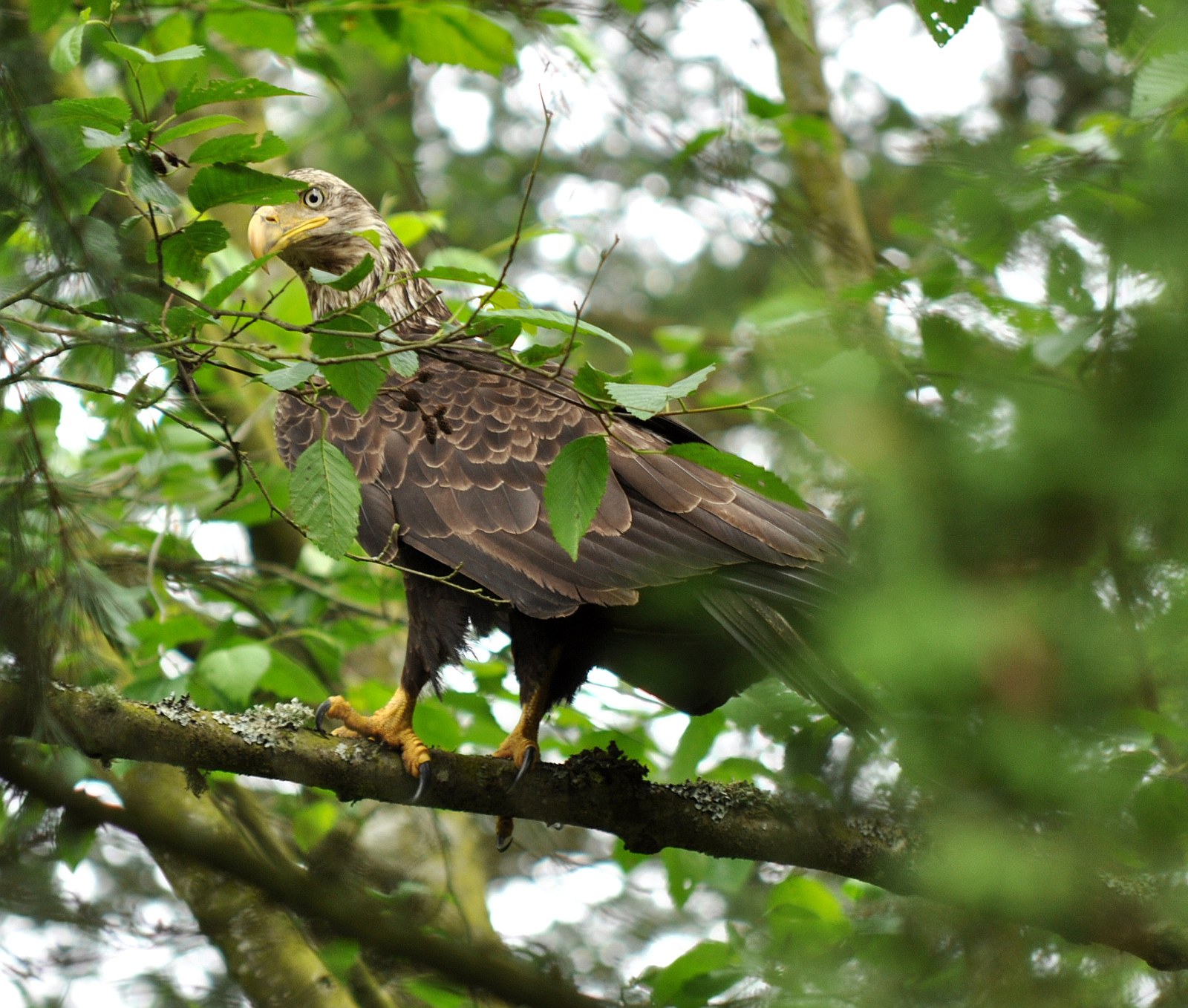 Bald eagle perched on a branch