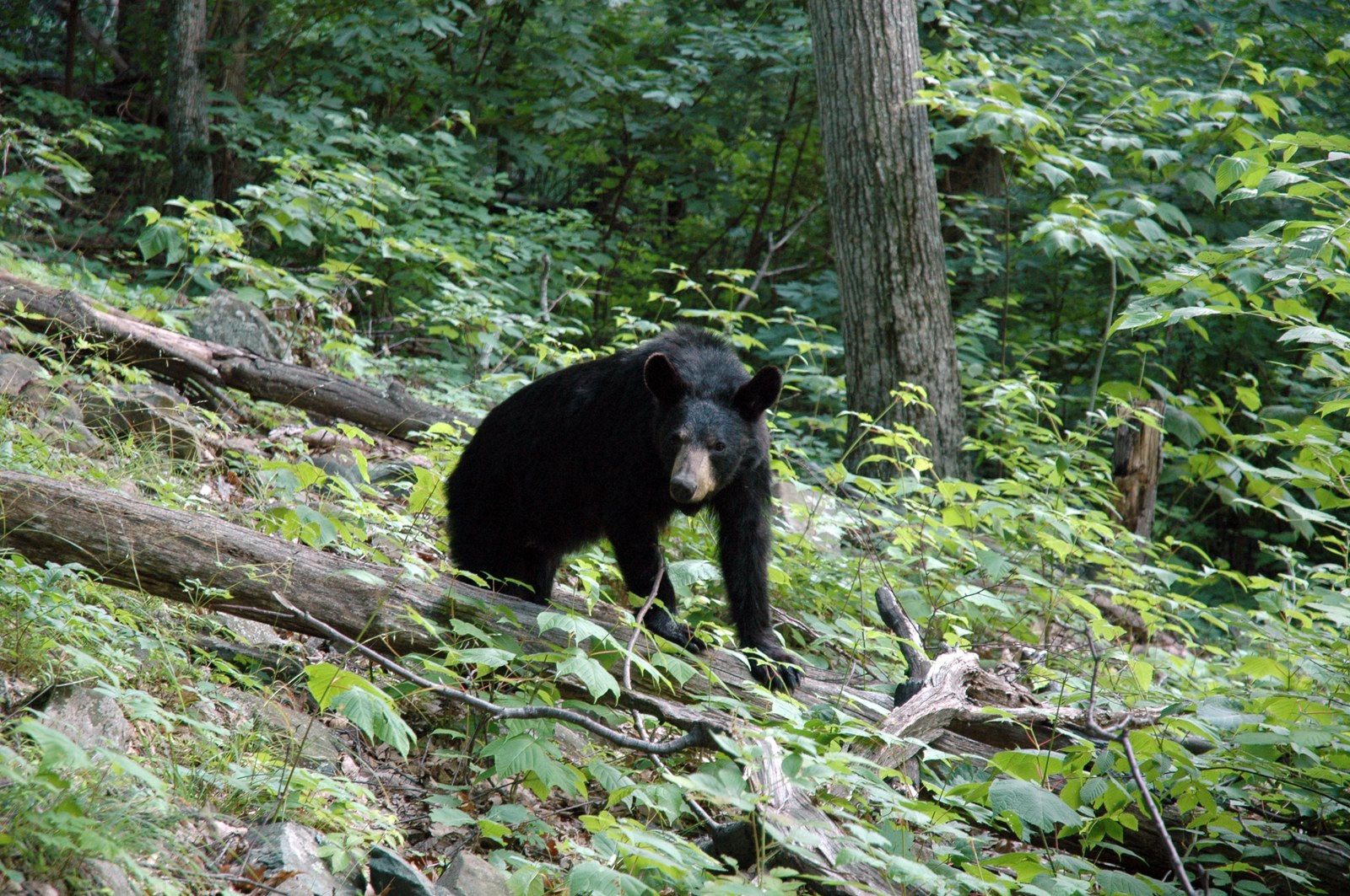 Female American black bear walking on a forest trail