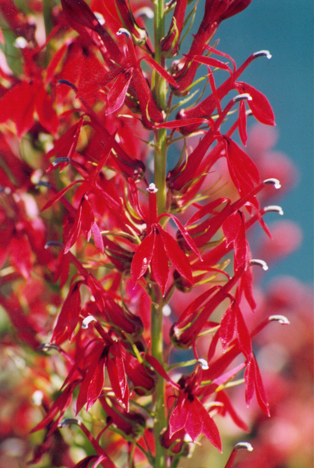 Cardinal flower (Lobelia cardinalis) in vivid red bloom
