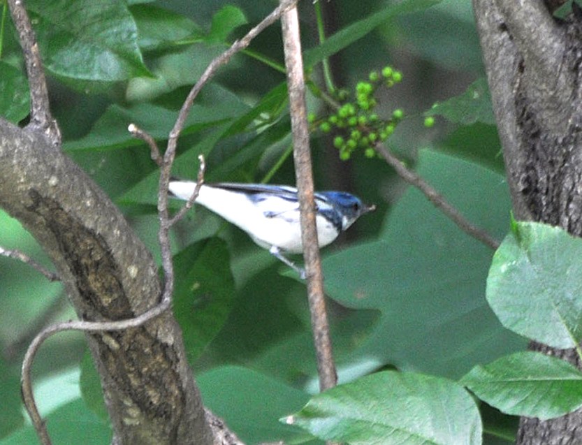 Male cerulean warbler singing from a branch
