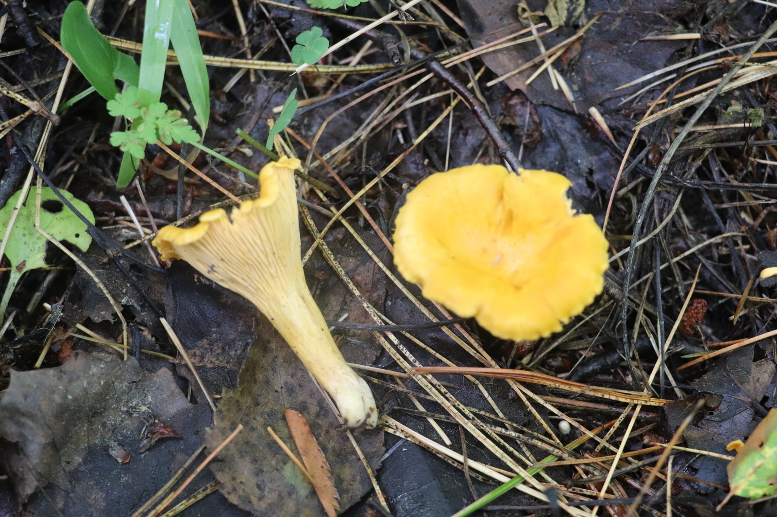 Golden chanterelle (Cantharellus cibarius)