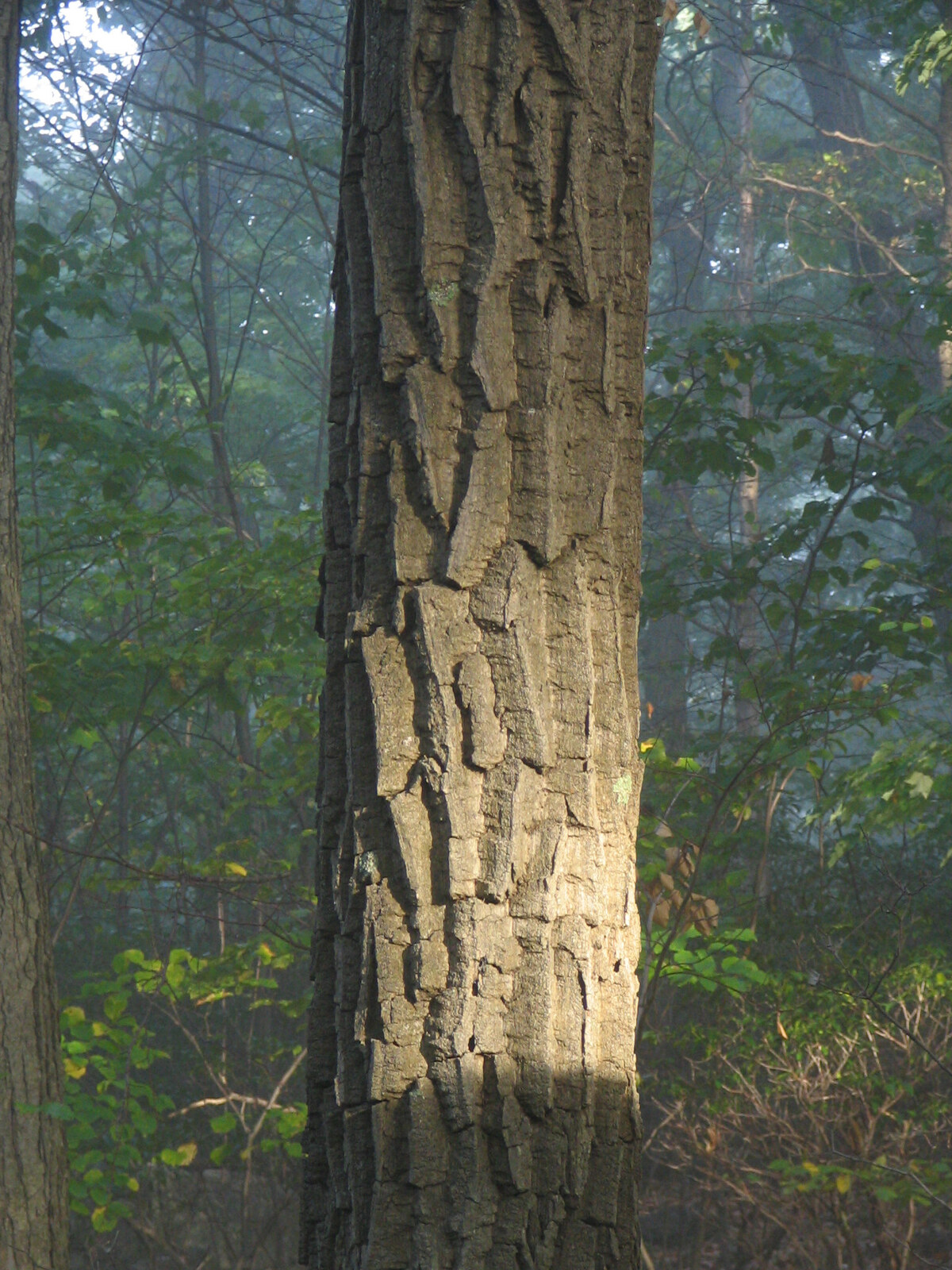 Chestnut oak with deeply furrowed bark