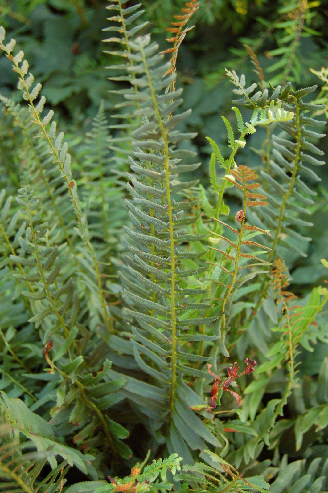 Christmas fern (Polystichum acrostichoides) clump
