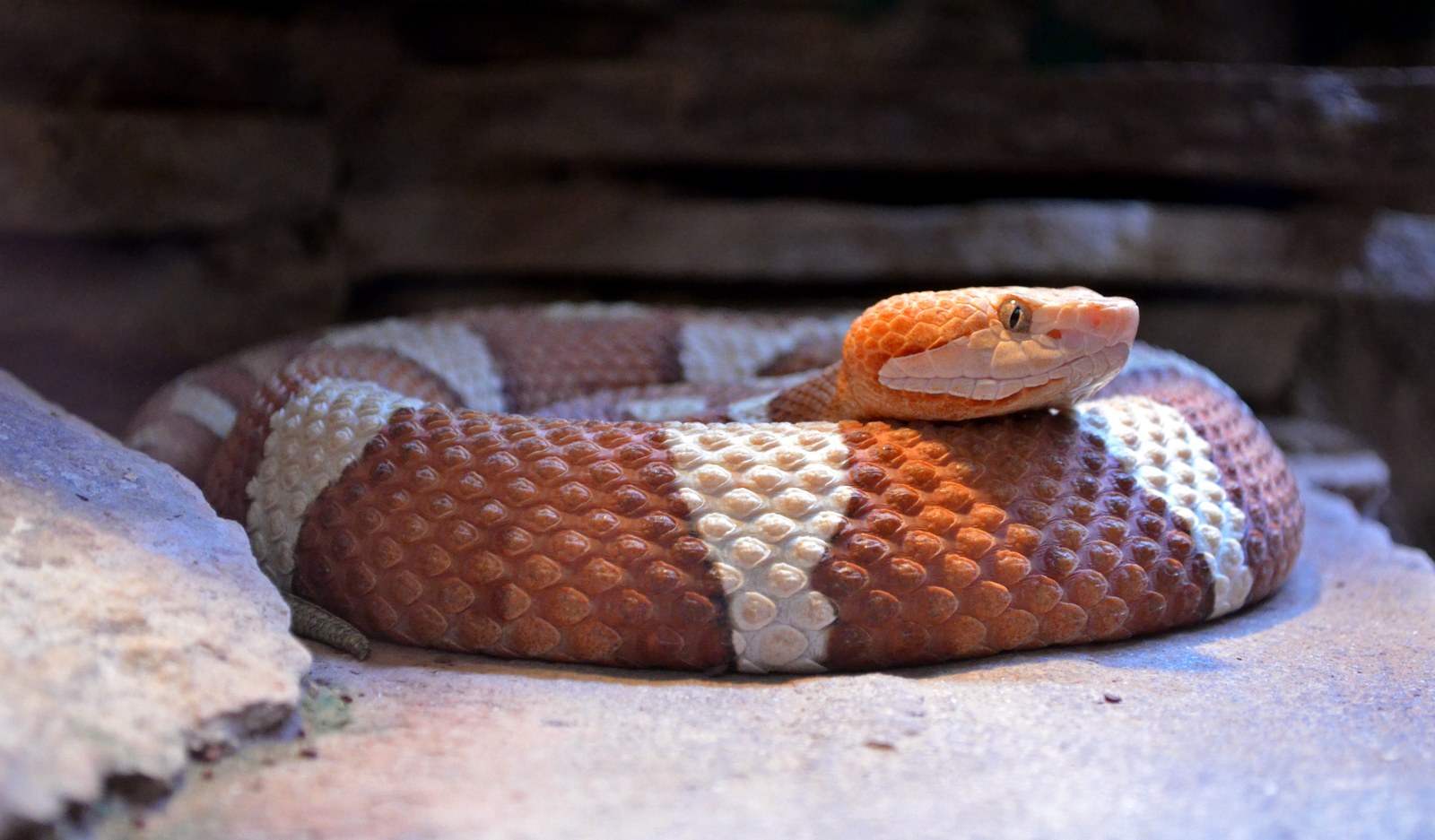 Copperhead snake with hourglass-shaped dorsal bands
