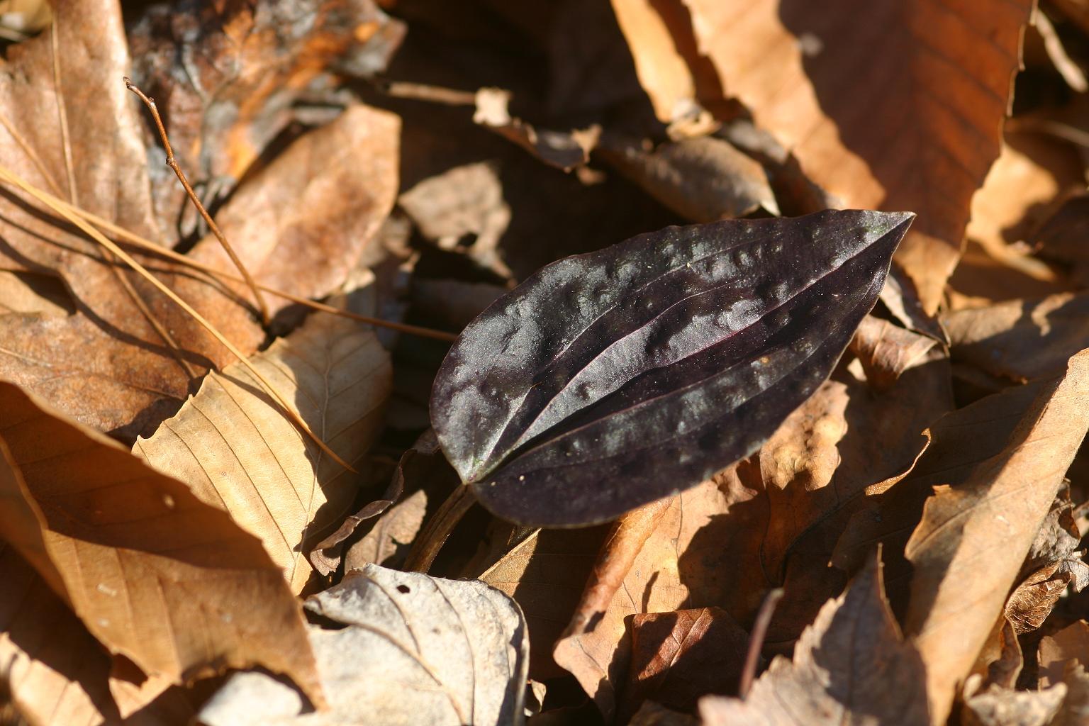 Cranefly orchid (Tipularia discolor) tiny pale flowers