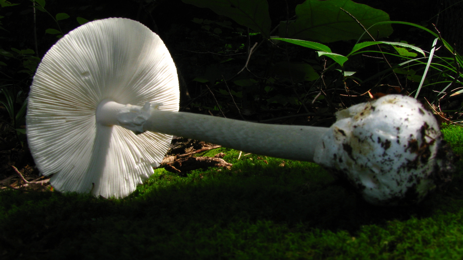 Destroying angel mushroom (Amanita bisporigera)