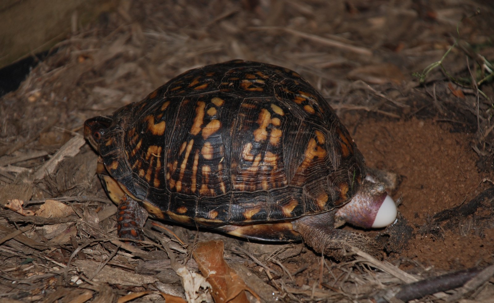 Eastern box turtle with domed shell and orange markings