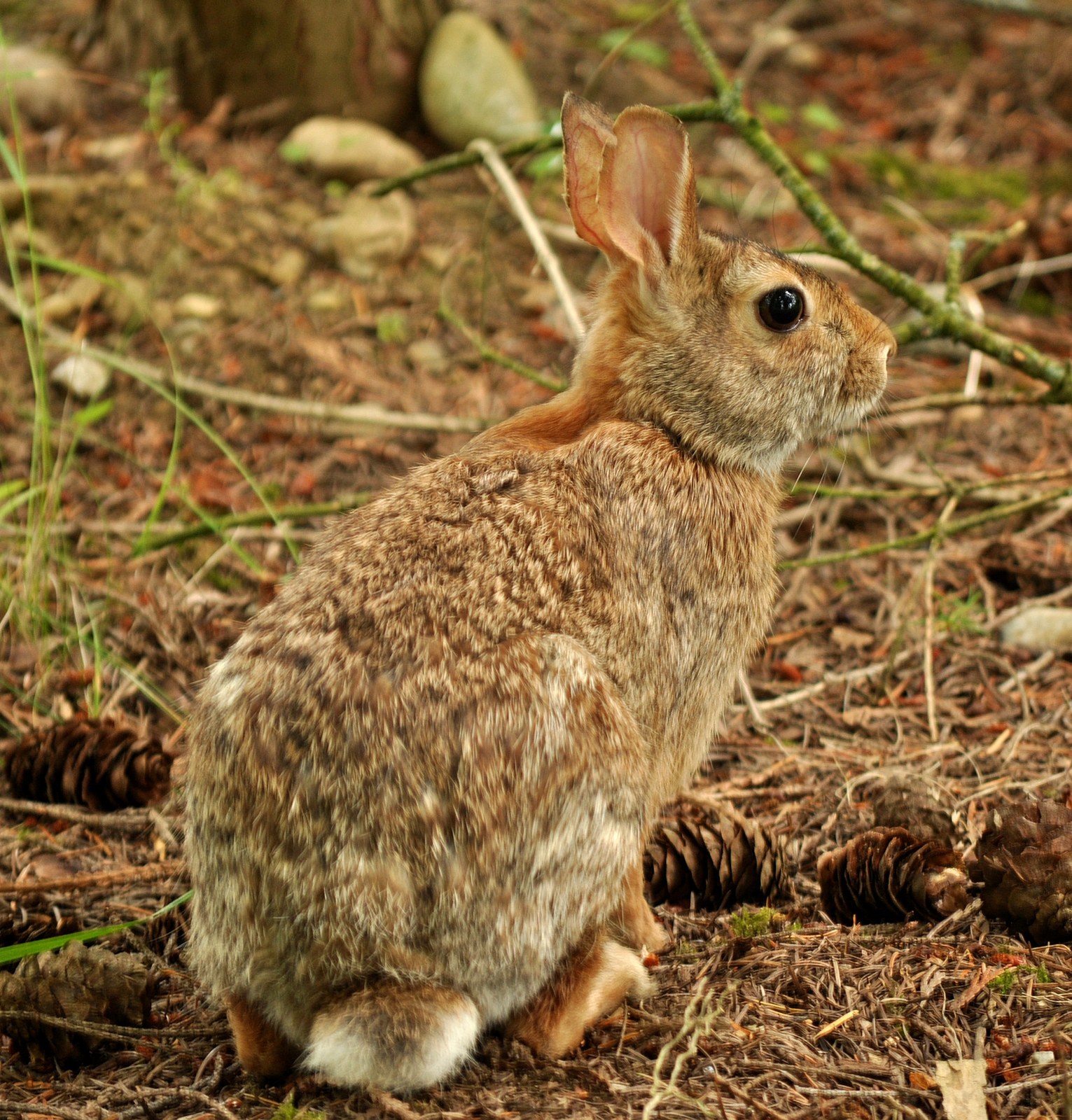 Eastern cottontail rabbit in grass