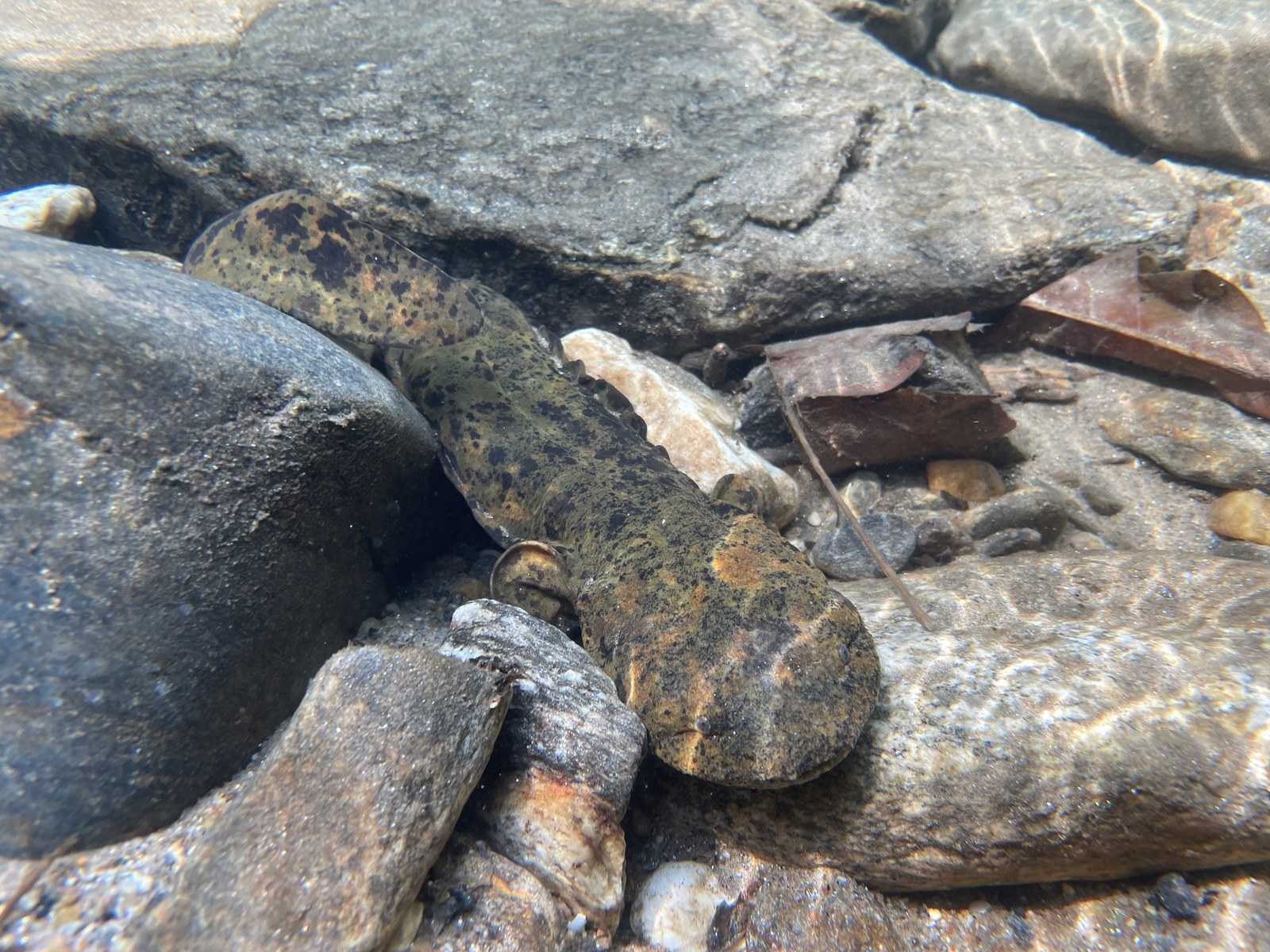 Eastern hellbender on streambed
