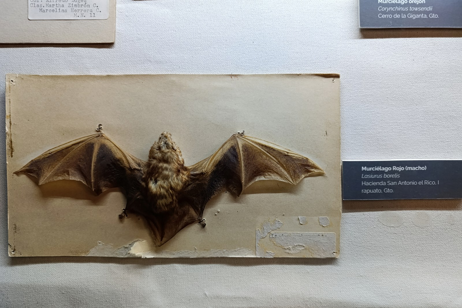 Eastern red bat specimen with wings extended