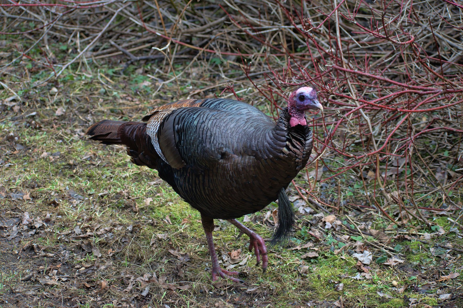 Eastern wild turkey tom in display