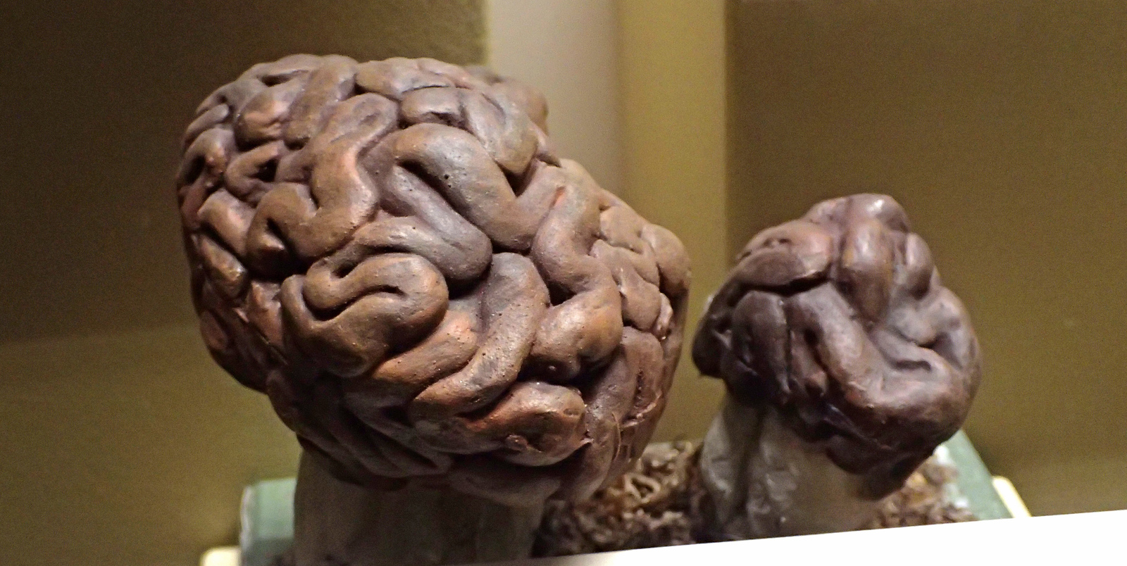 False morel (Gyromitra esculenta), with brain-like solid cap