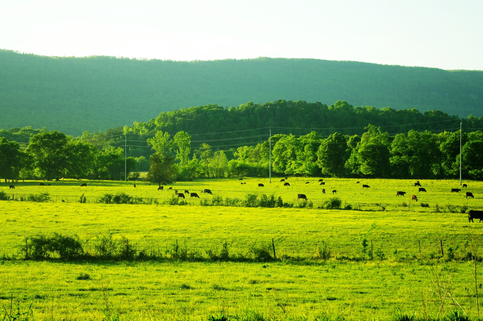 Rural Marion County farm scene, representative of the small-farm landscape of the plateau coves and valleys that includes Ladds Cove