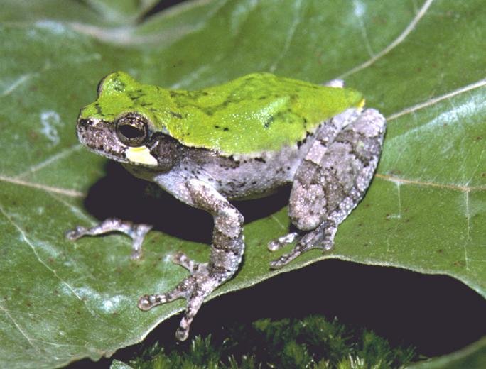 Bird-voiced treefrog