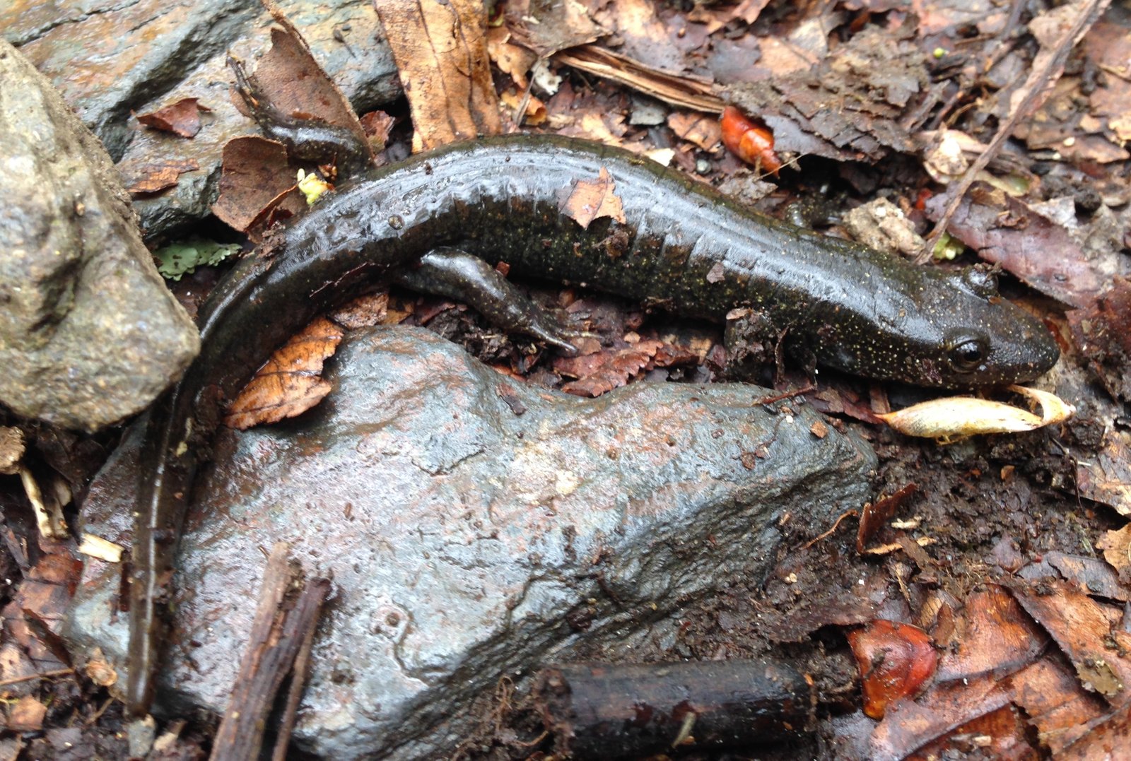 Black-bellied salamander