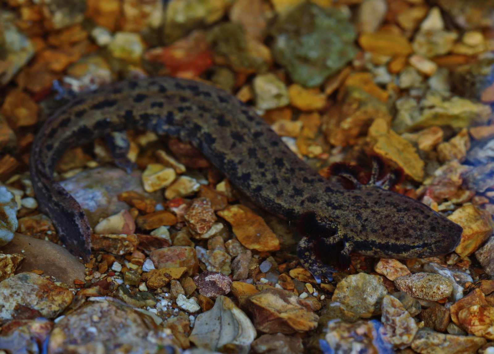 Common mudpuppy