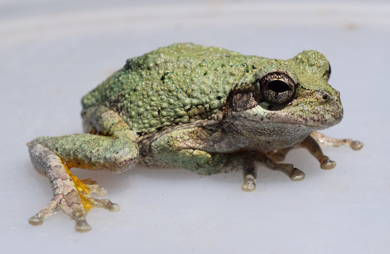 Cope's gray treefrog