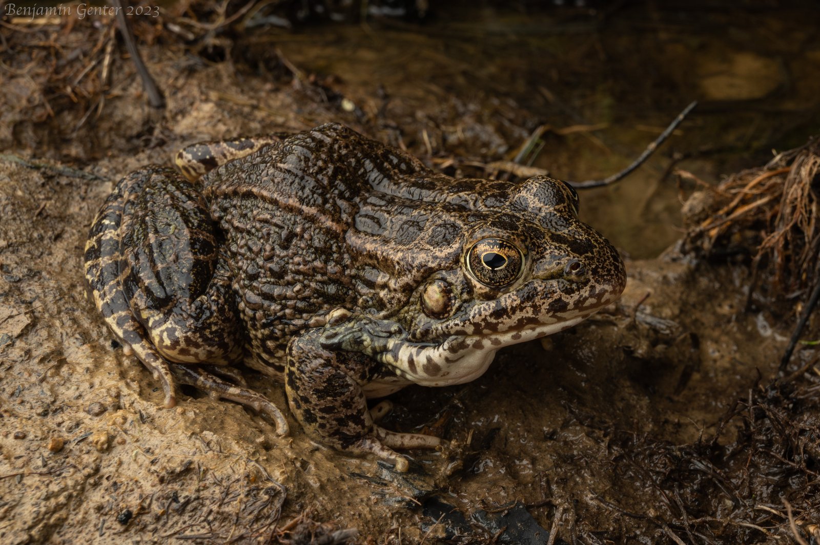Crawfish frog