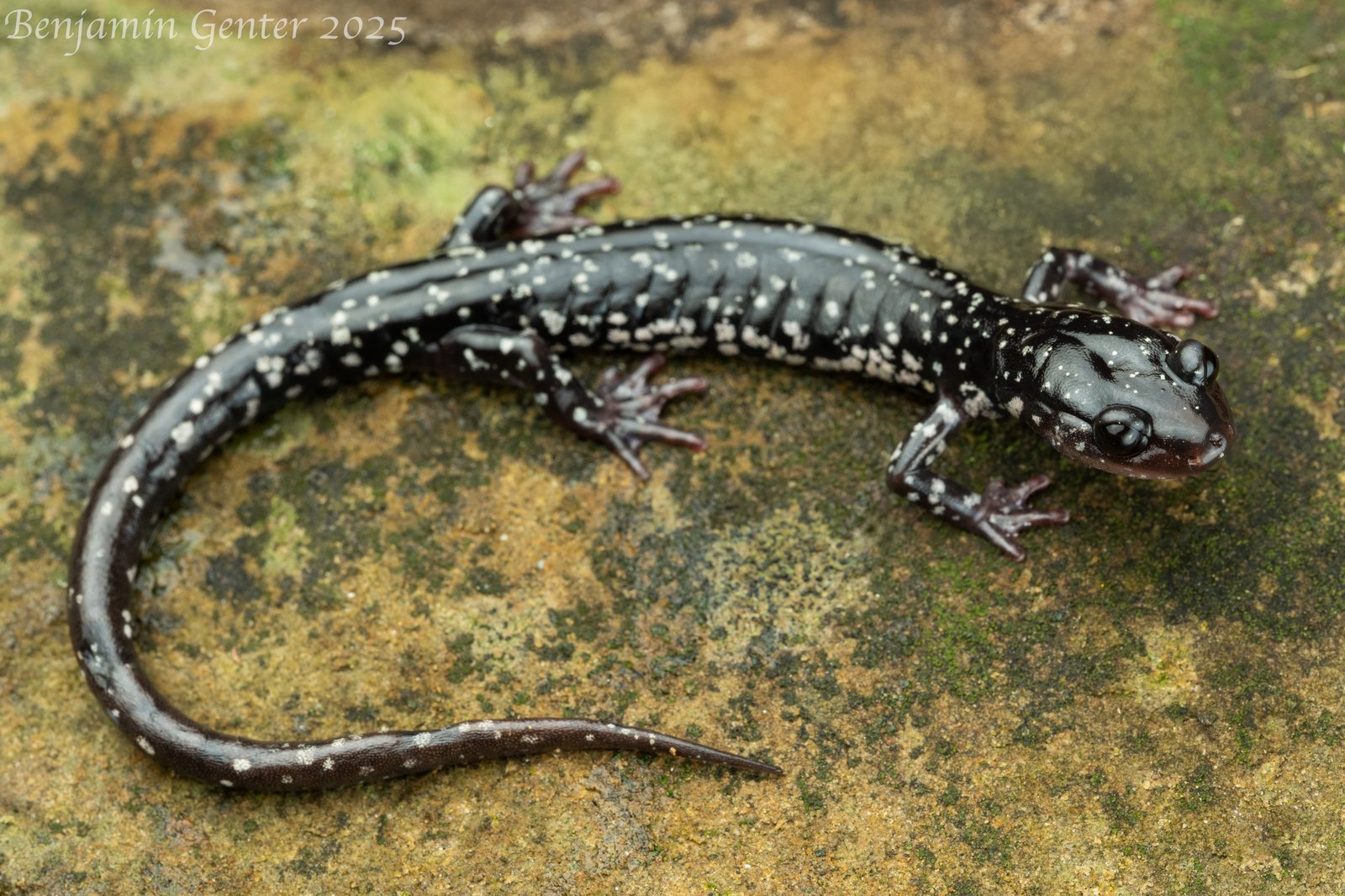 Cumberland Plateau salamander