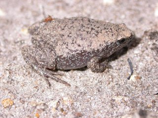 Eastern narrow-mouthed toad