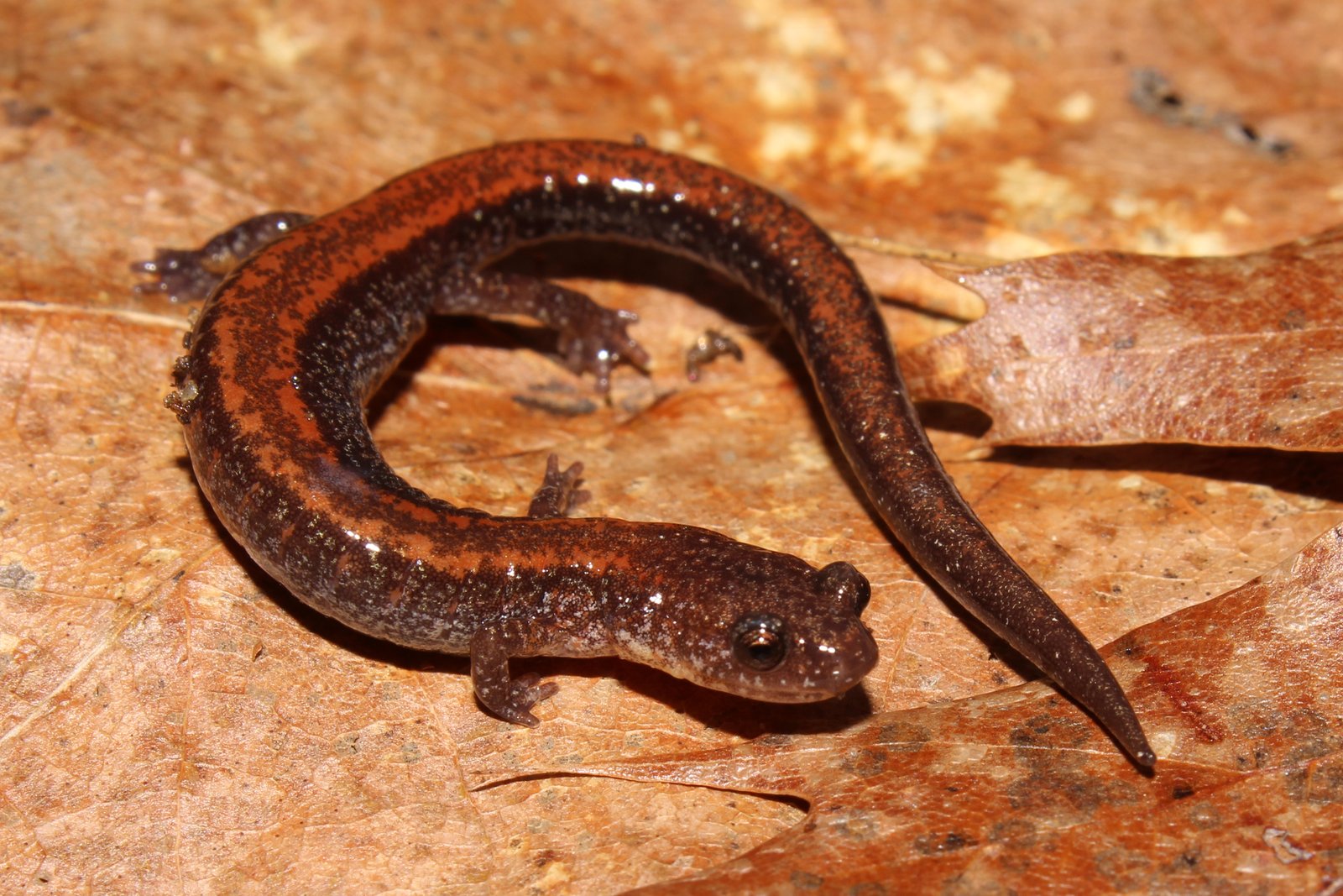 Eastern red-backed salamander