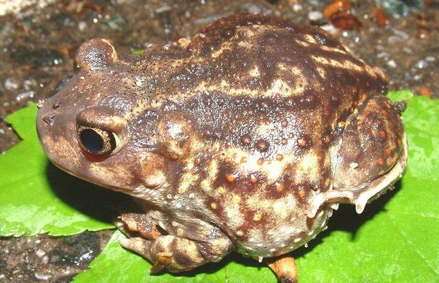 Eastern spadefoot