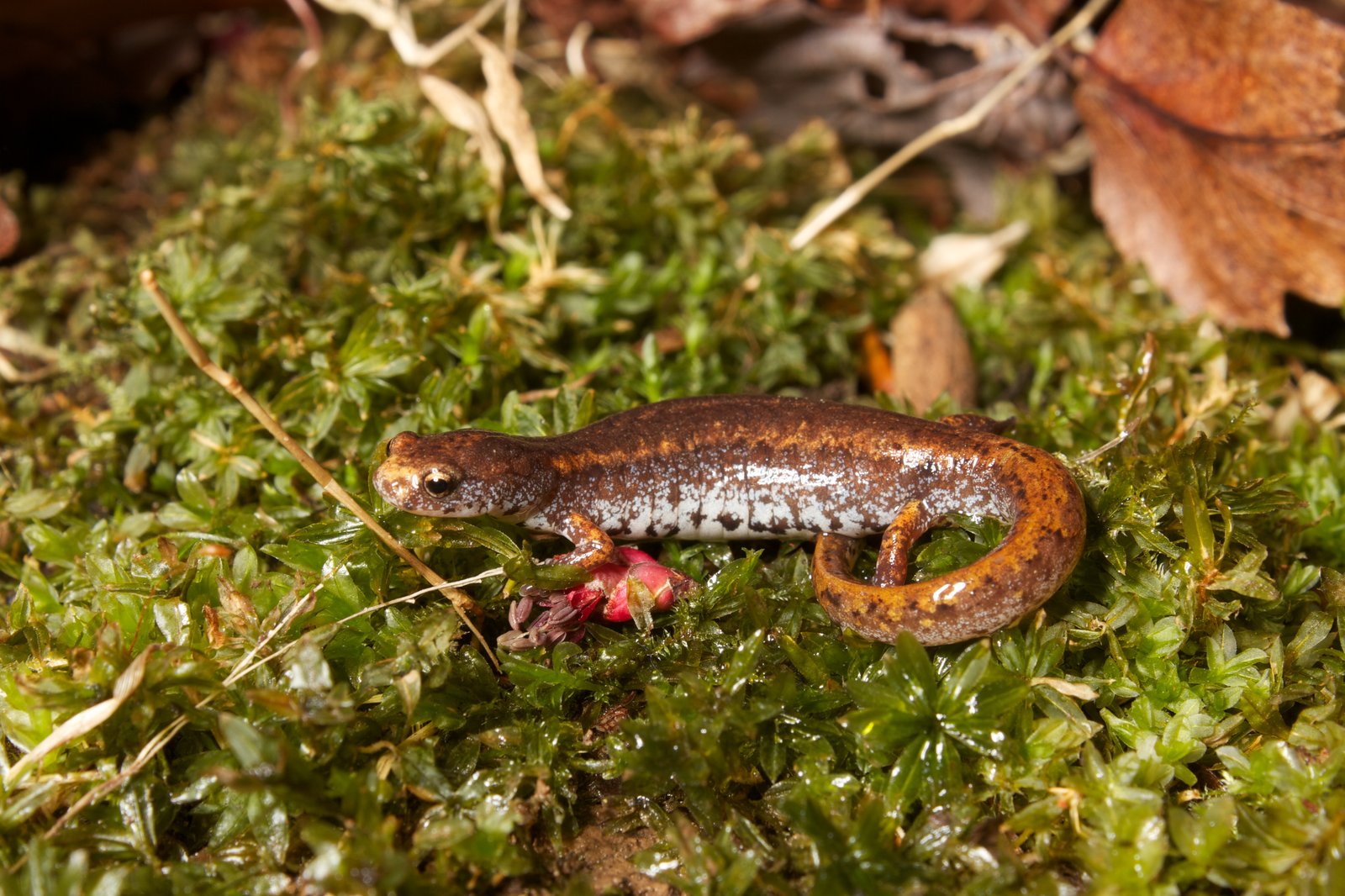 Four-toed salamander
