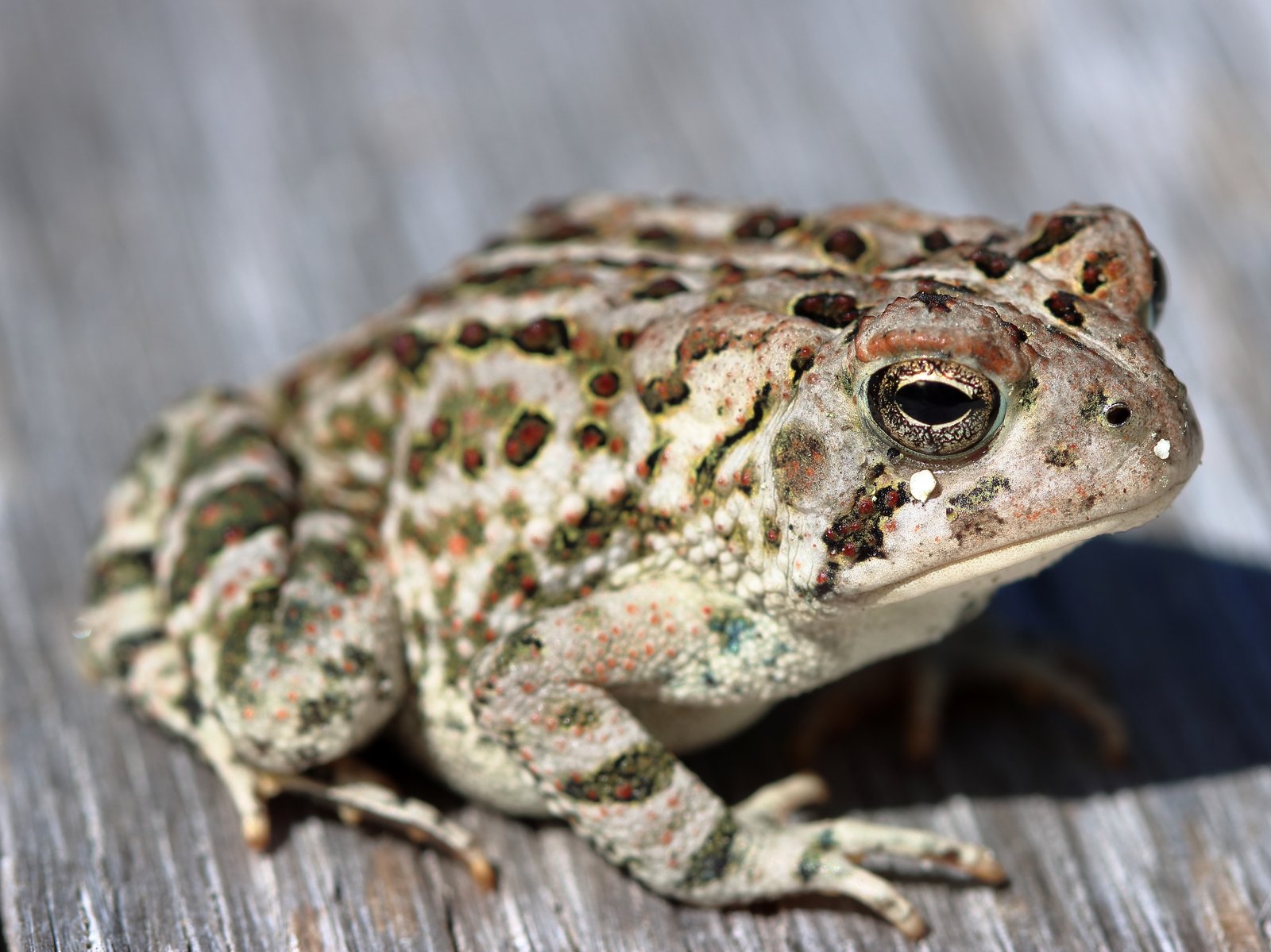 Fowler's toad