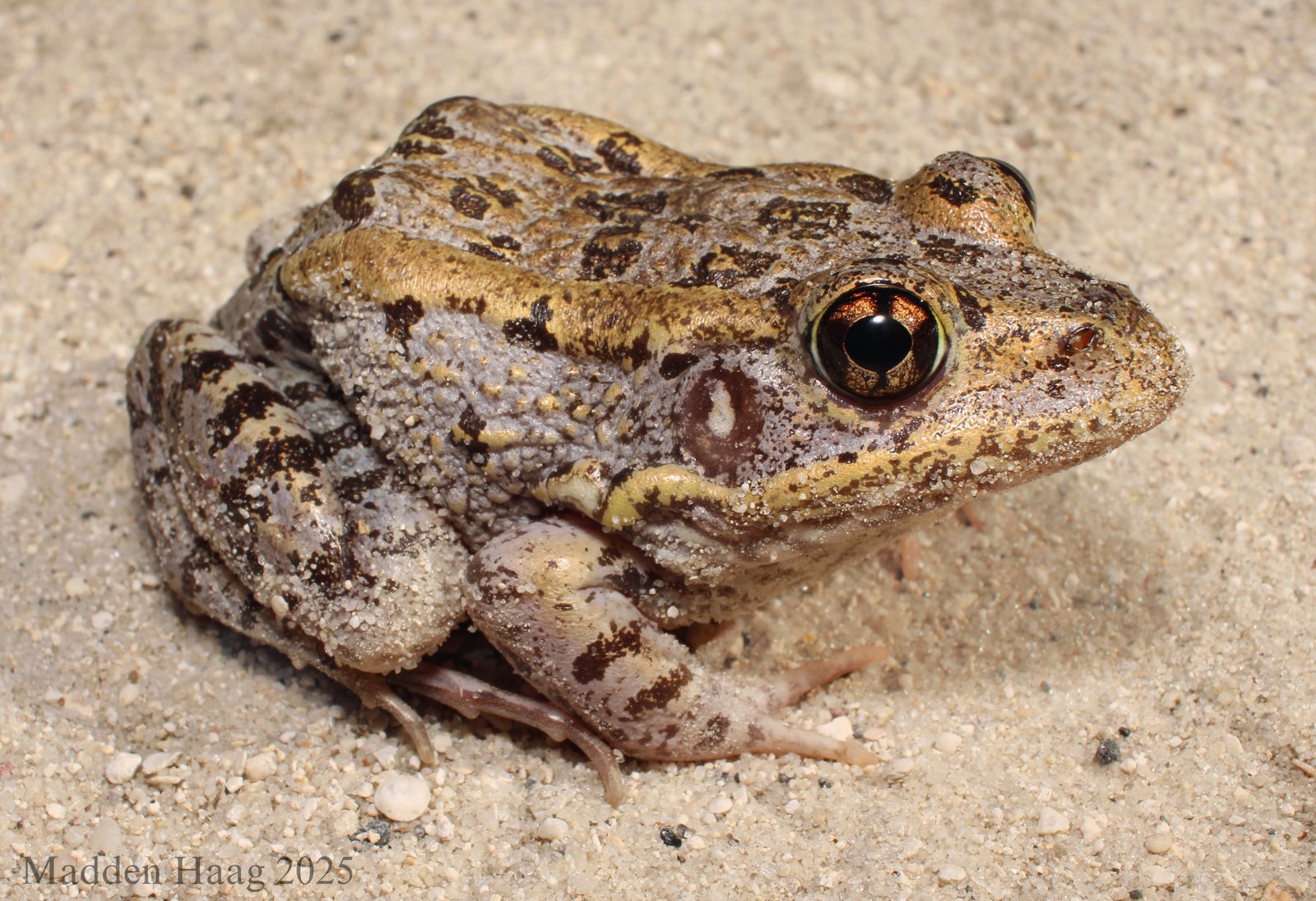 Gopher frog