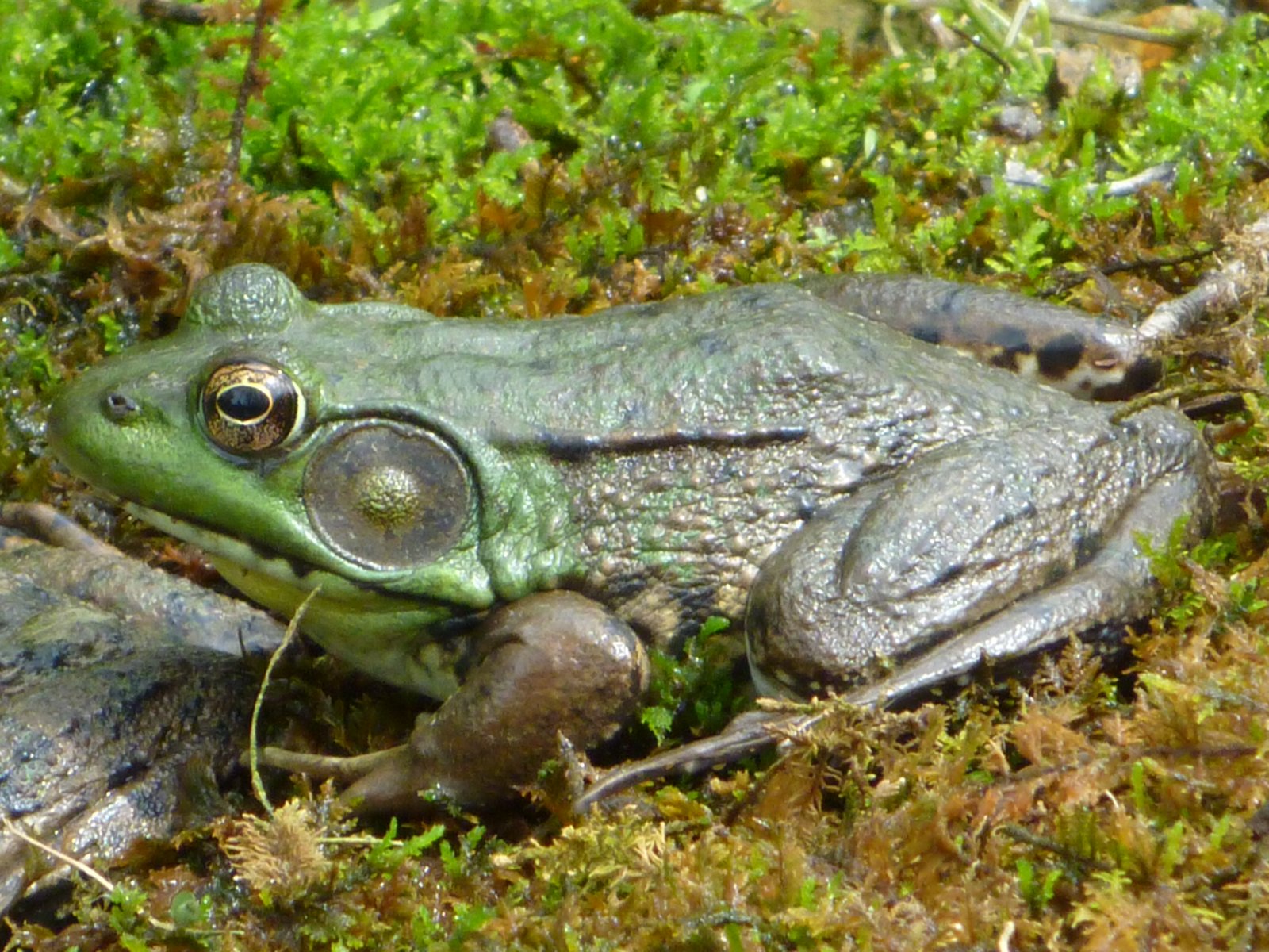 Green frog