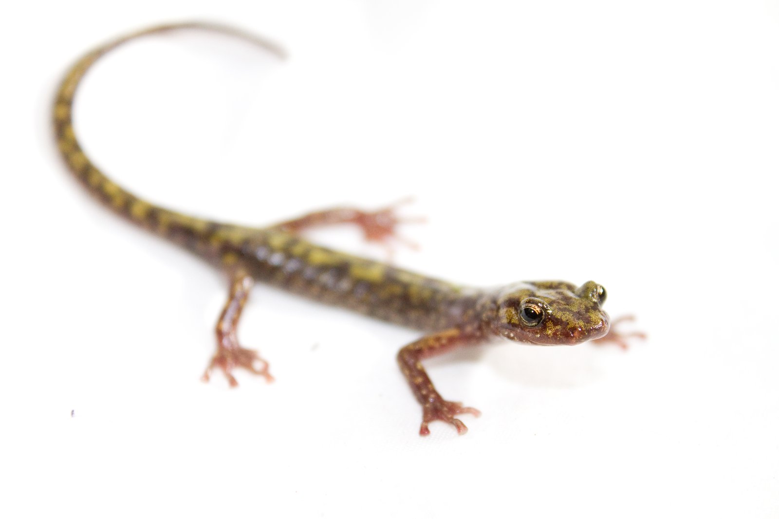 Green salamander