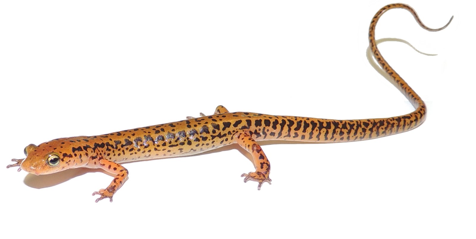 Long-tailed salamander