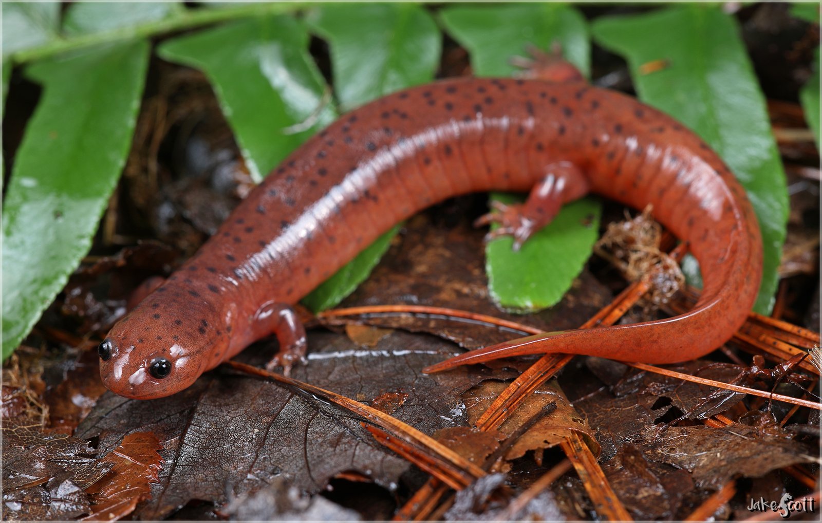 Midland mud salamander
