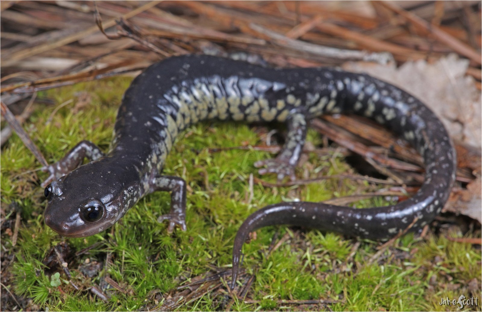 Mississippi slimy salamander