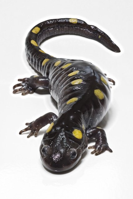 Mole salamander