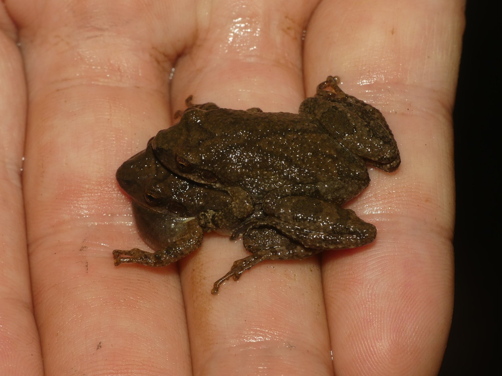 Mountain chorus frog