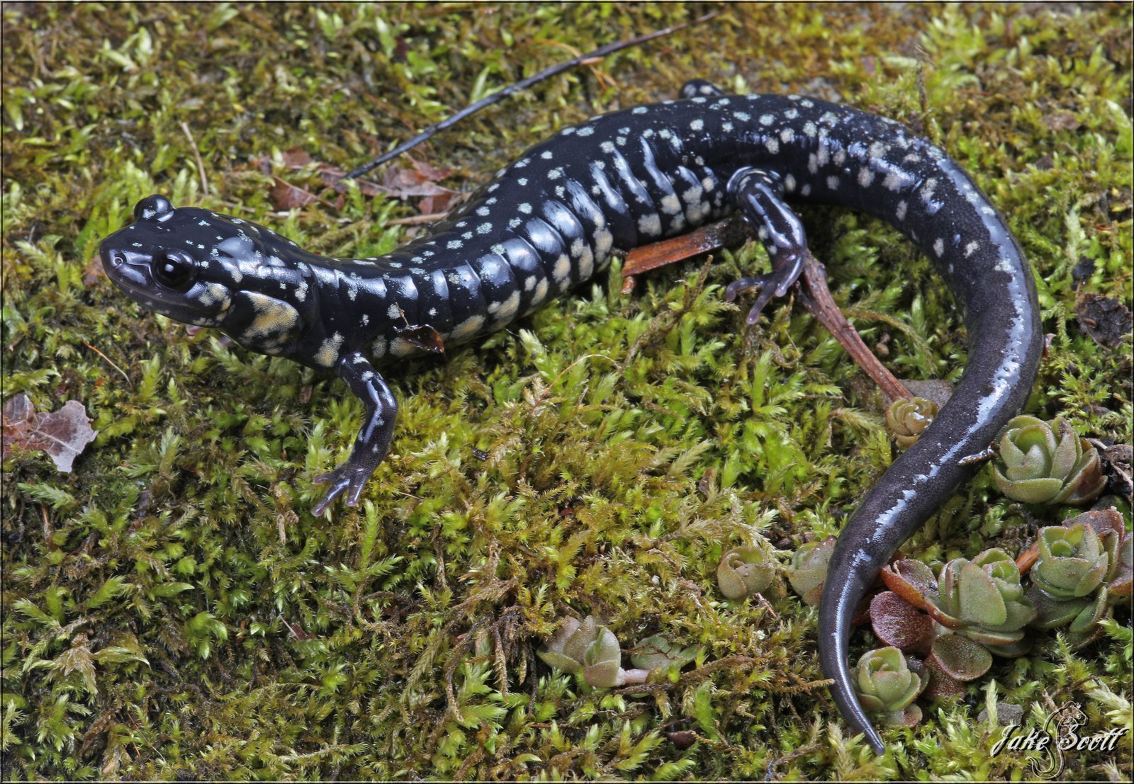 Northern slimy salamander