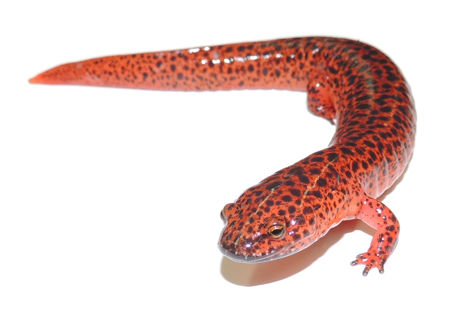 Red salamander