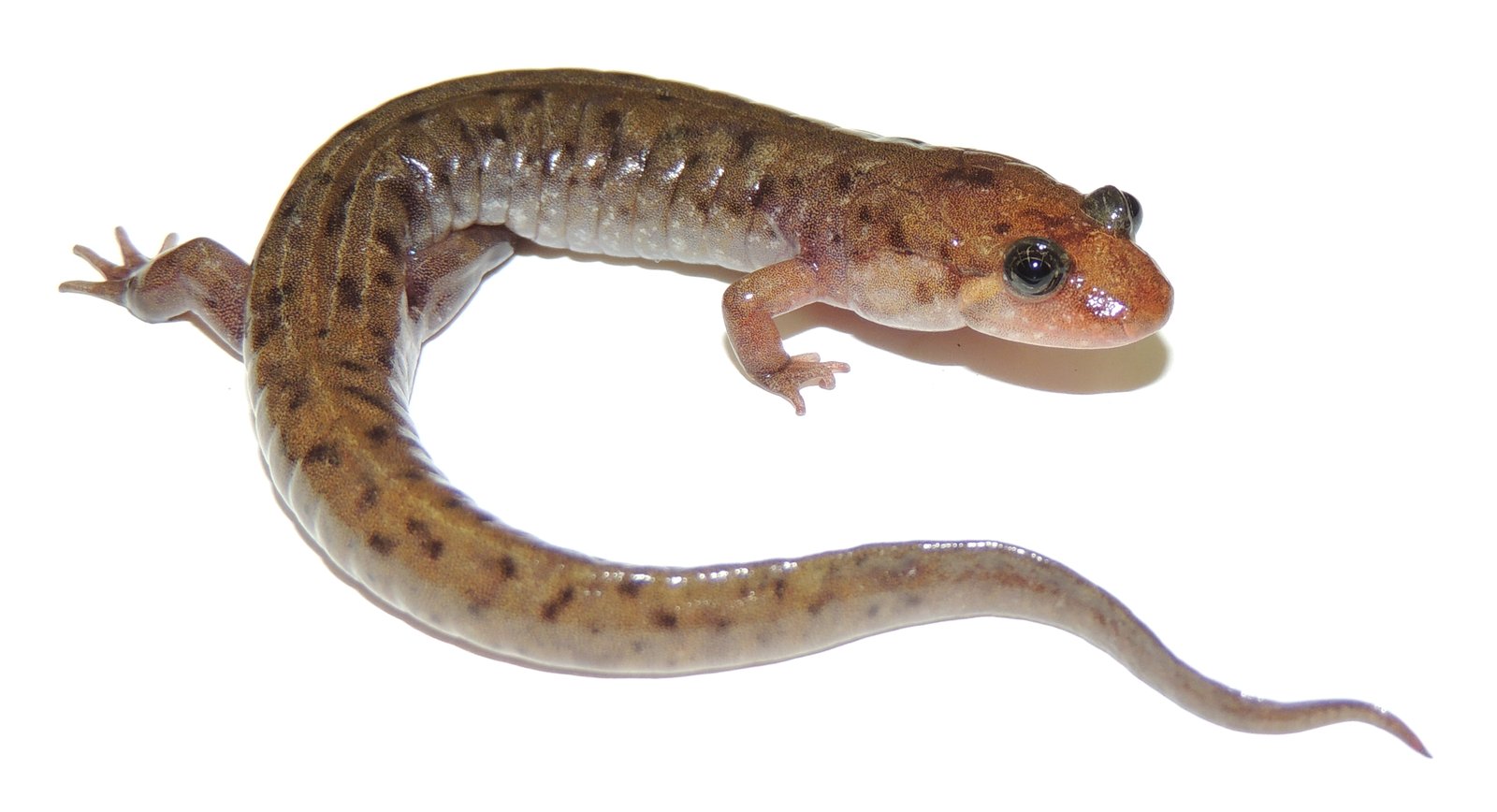 Seal salamander