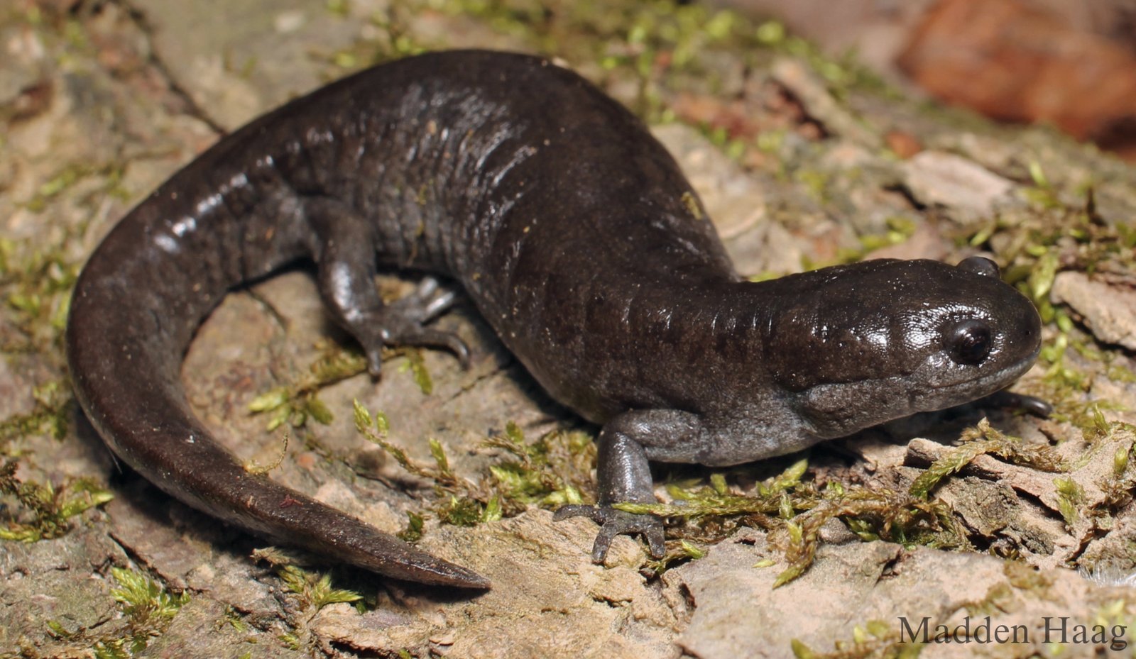 Small-mouthed salamander