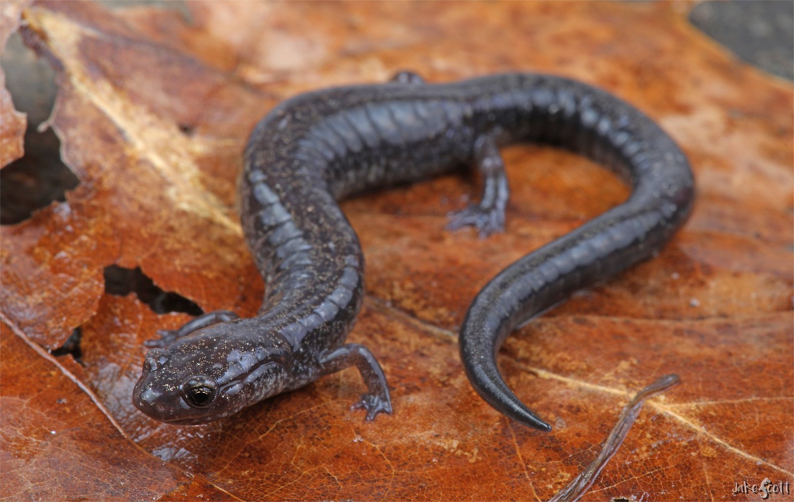 Southern ravine salamander