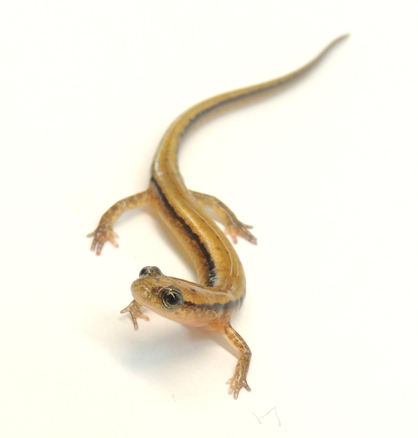 Southern two-lined salamander