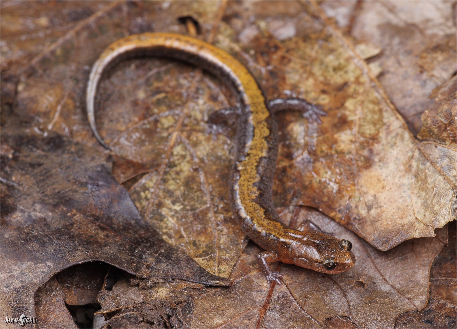 Southern zigzag salamander