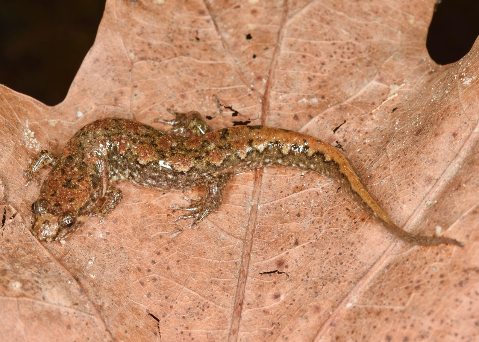 Spotted dusky salamander