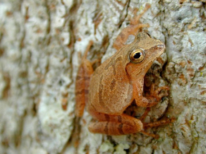 Spring peeper