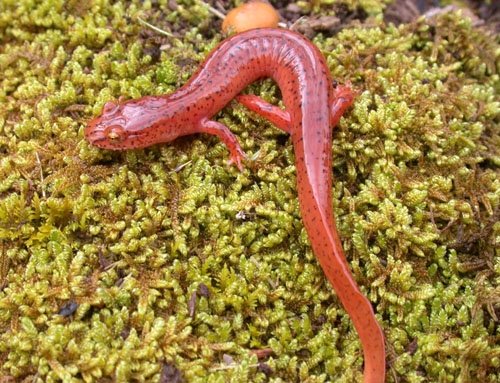Spring salamander