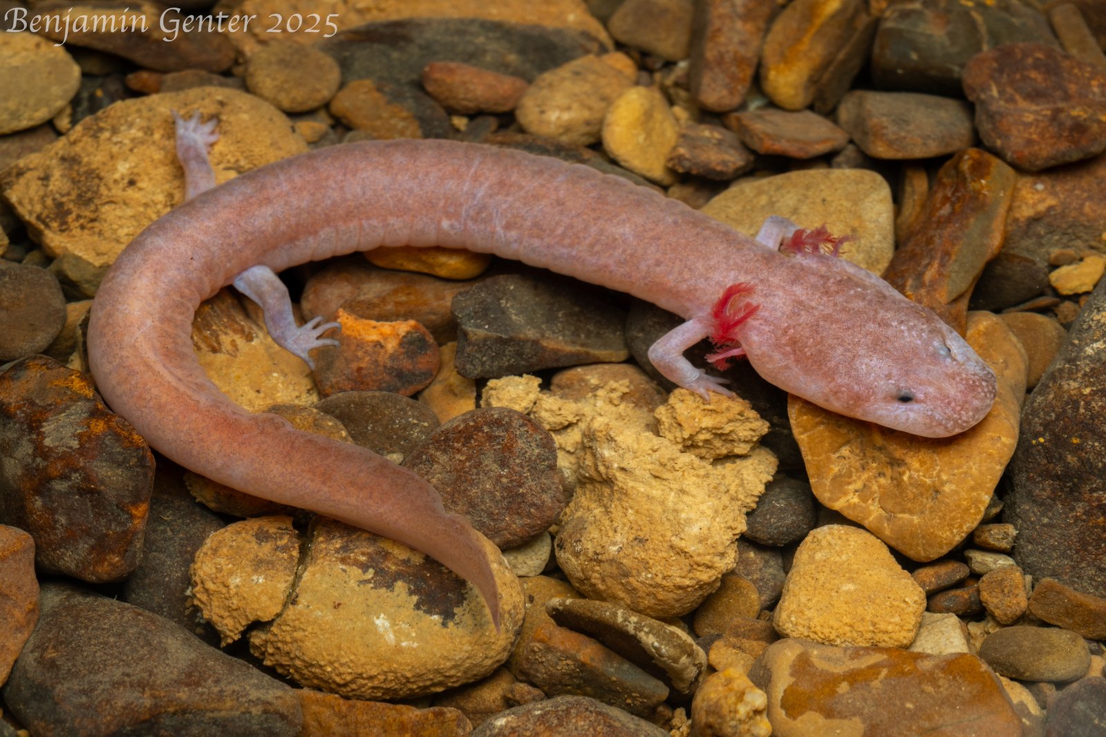 Tennessee cave salamander