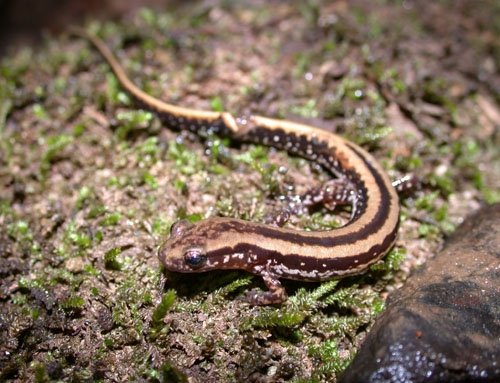 Three-lined salamander