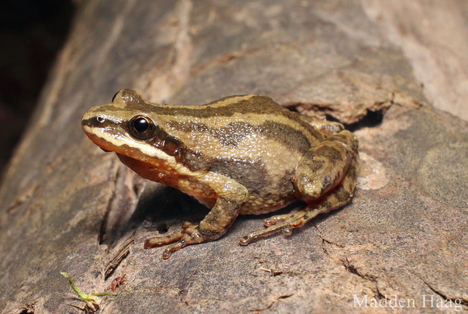 Upland chorus frog
